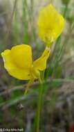 Plancia ëd Utricularia cornuta Michx.