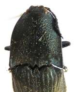 Image of Chalcolepidius lacordairei