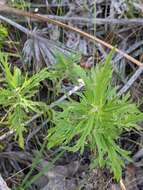 Imagem de Eupatorium petaloideum Britt.