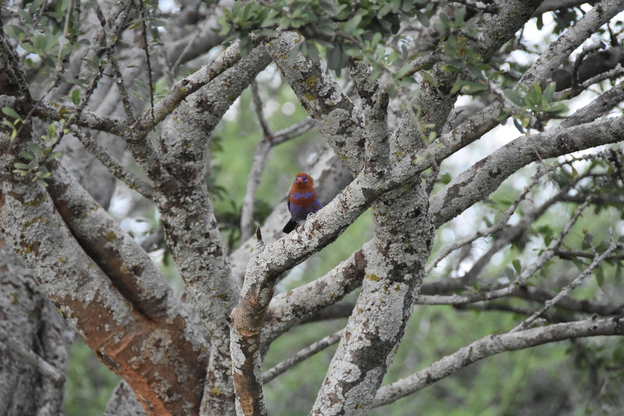 Image of Purple Grenadier