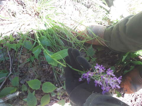 Image de Platanthera grandiflora (Bigelow) Lindl.