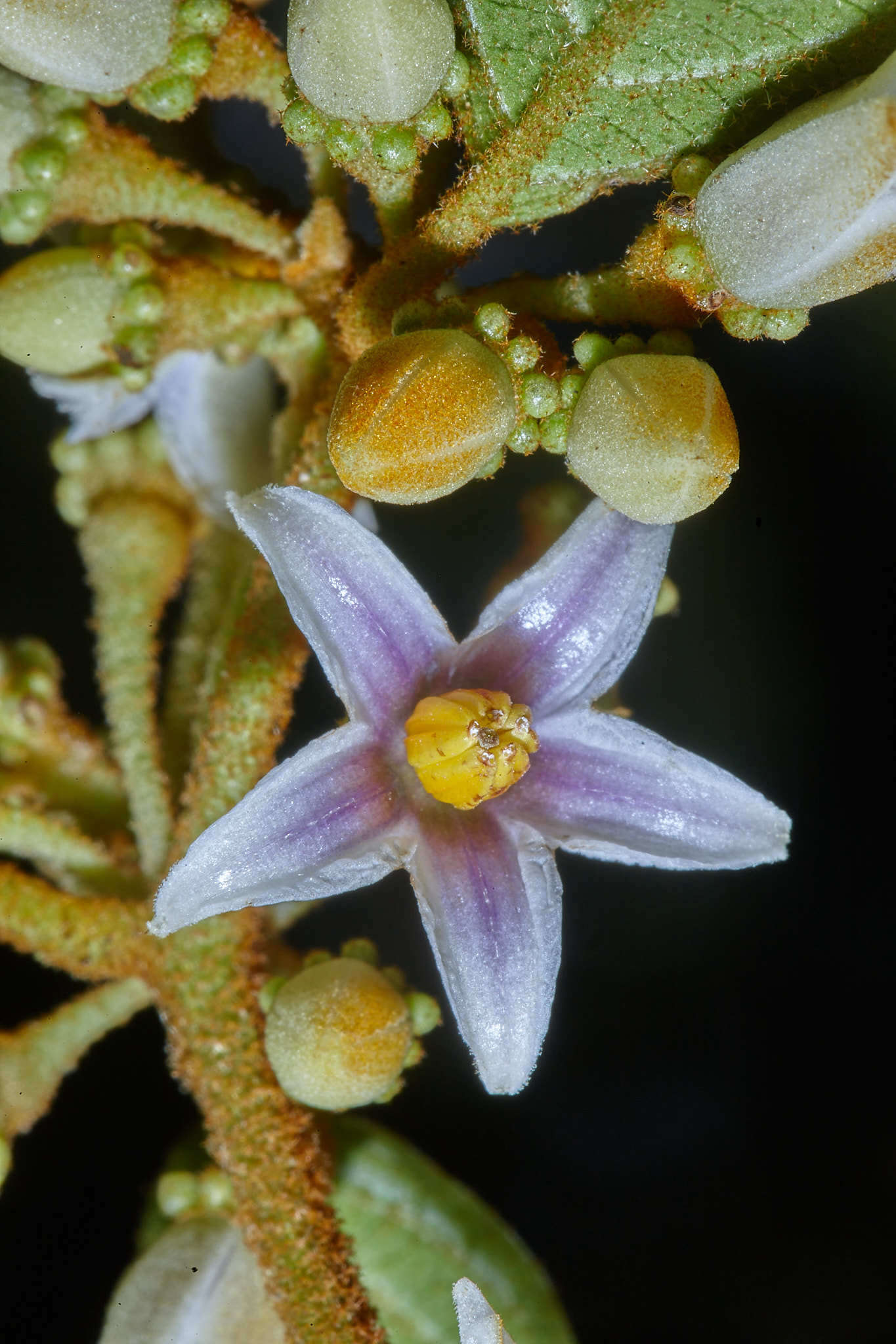 Image of Lycianthes ocellata (J. D. Sm.) Morton & Standl.