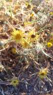 Image of Carlina racemosa L.