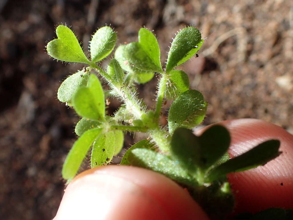 Sivun Oxalis ebracteata Savign. kuva