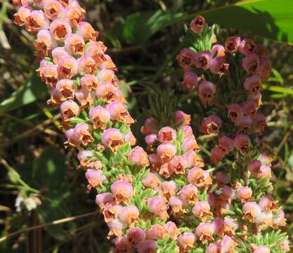 Image of Erica hottentotica E. G. H. Oliver