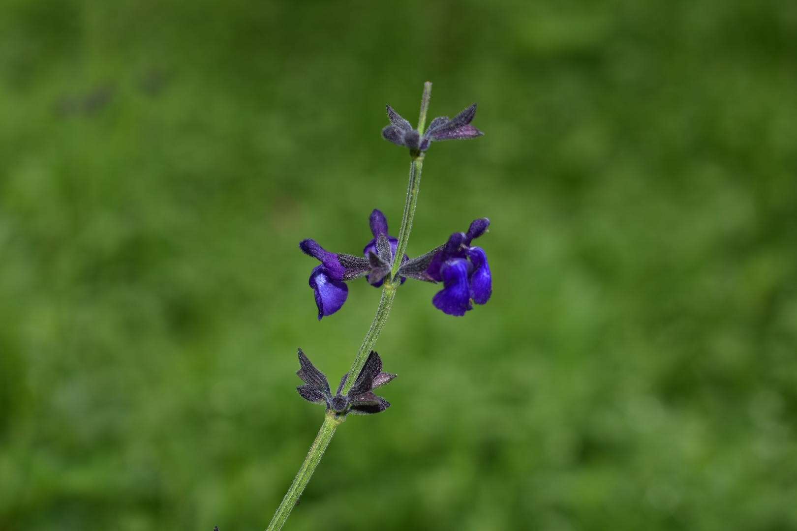 Image of Salvia oblongifolia M. Martens & Galeotti
