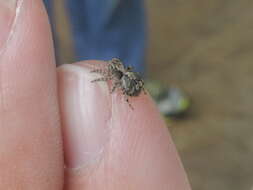 Image of Naphrys pulex (Hentz 1846)