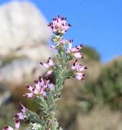 Plancia ëd Erica glabella subsp. glabella