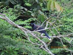 Image of Black-chested Jay