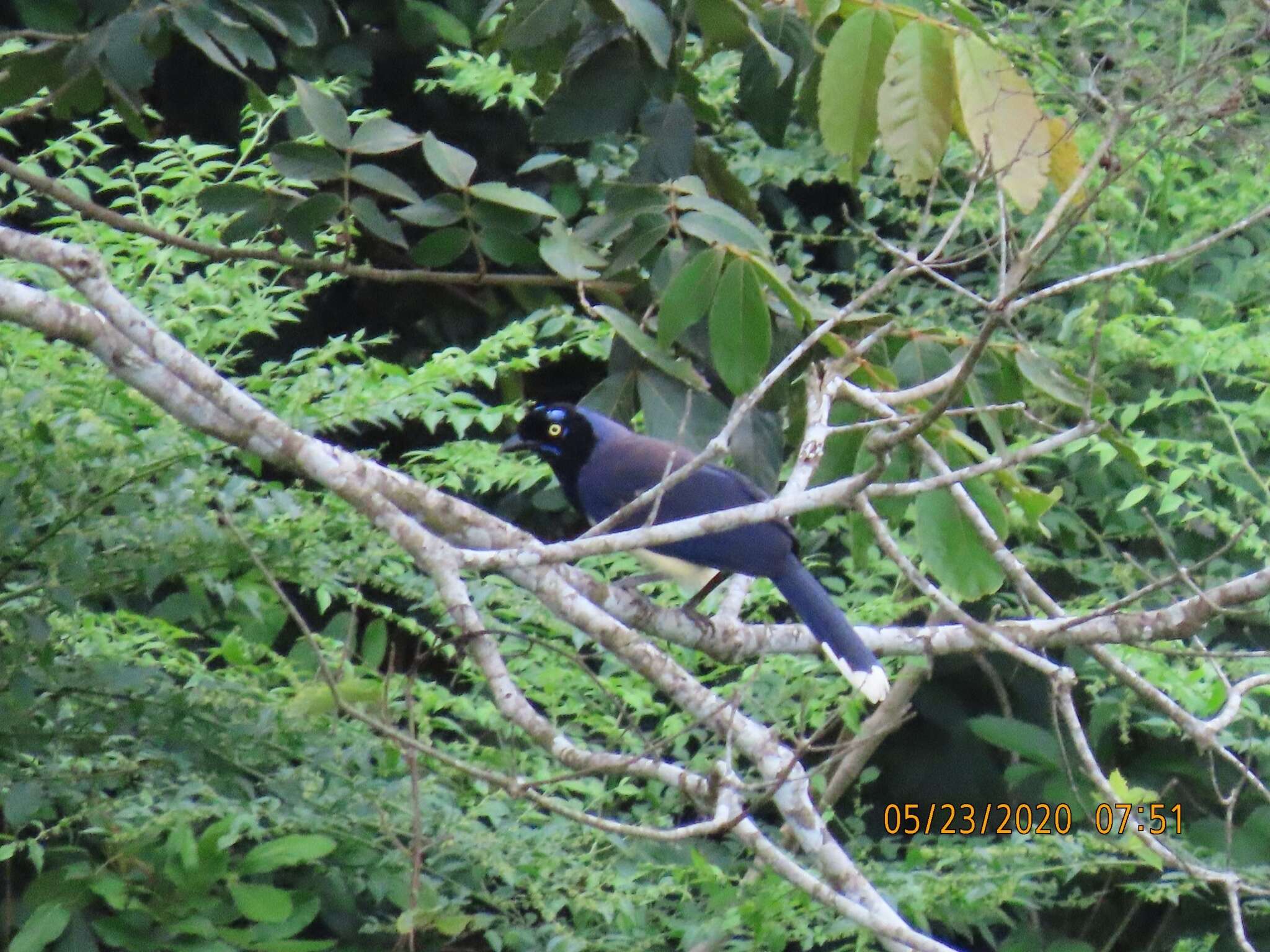 Image of Black-chested Jay