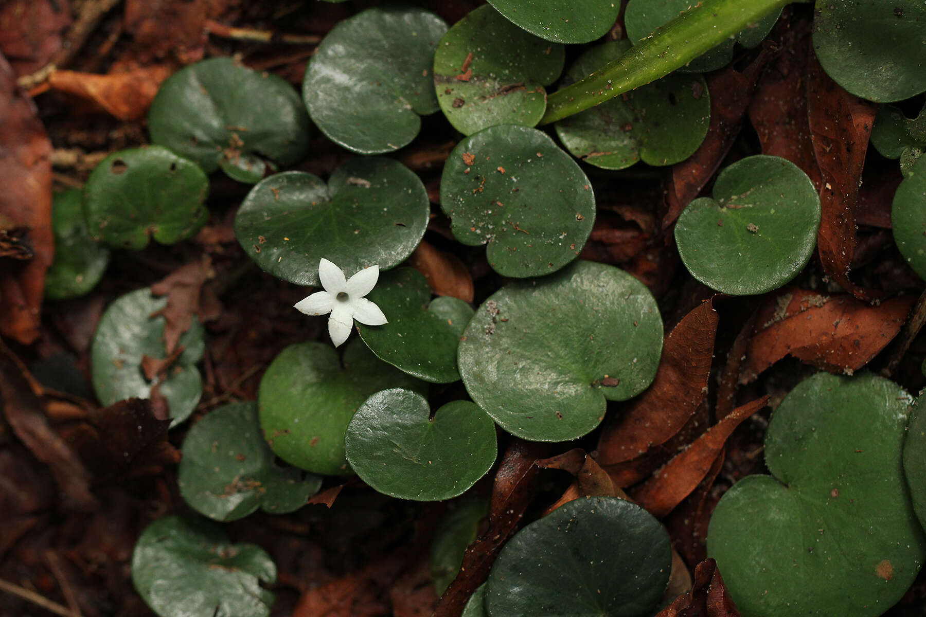 Image of Geophila renaris De Wild. & T. Durand