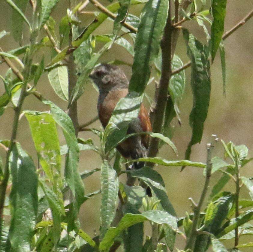 Image of Rufous-winged Antshrike