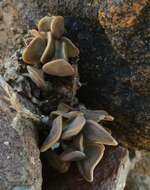 Image of Adromischus liebenbergii Hutchison