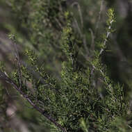 Image of Turpentine Mint-bush