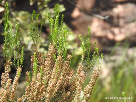 Image of green heather