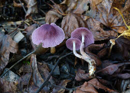 Image of Gymnopus iocephalus (Berk. & M. A. Curtis) Halling 1997