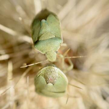 صورة Chlorochroa (Chlorochroa) opuntiae Esselbaugh 1948