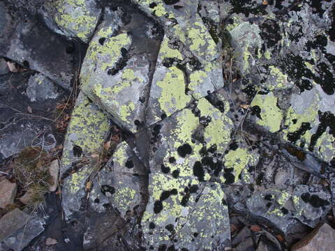 Image of Yellow map lichen;   World map lichen