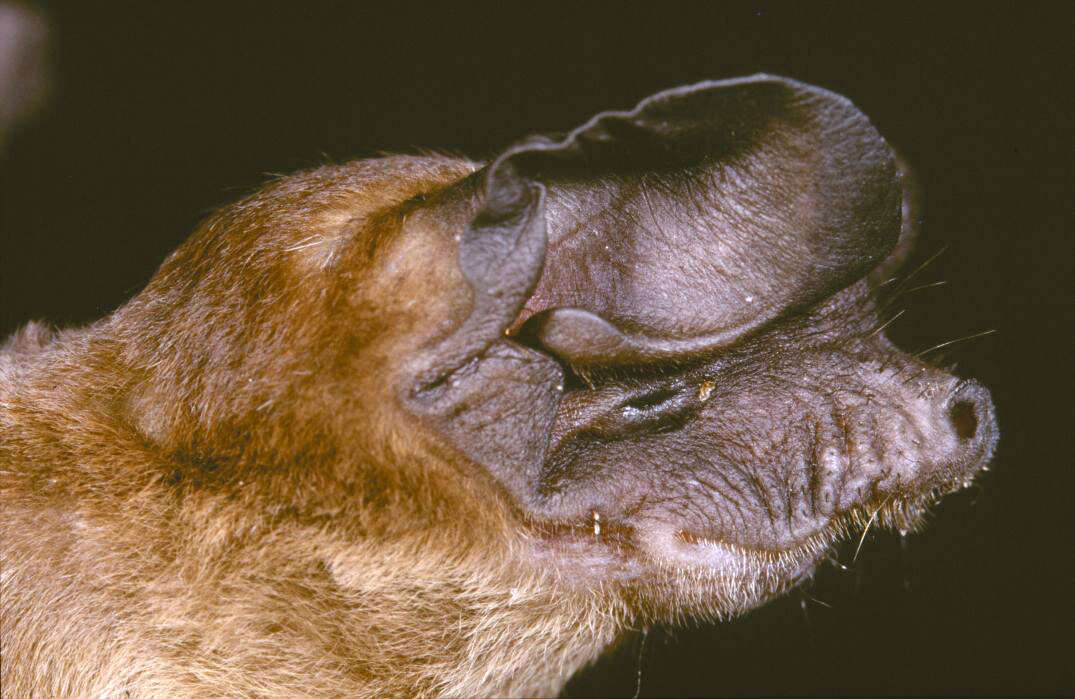 Image of Railer Free-tailed Bat
