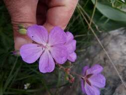 Image of Geranium atlanticum Boiss.