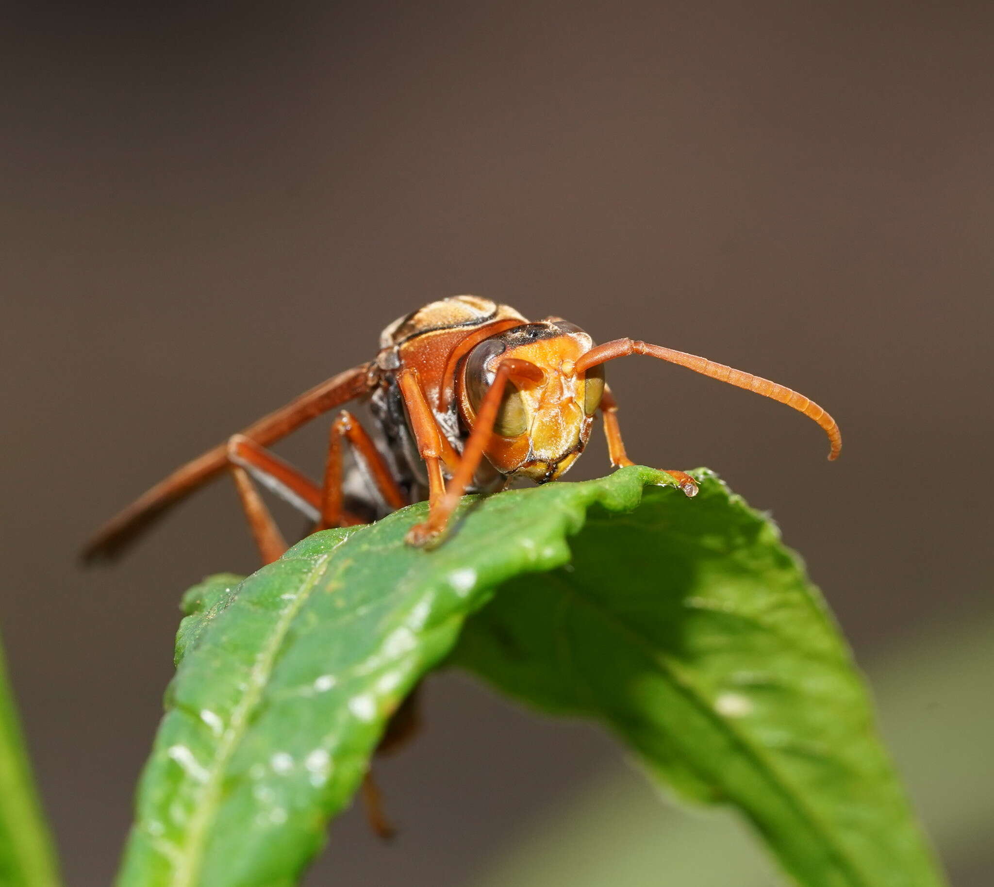 Image of Polistes erythrinus Holmgren 1868