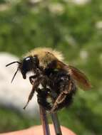 Imagem de Bombus flavidus Eversmann 1852