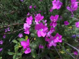 Image of Linanthus californicus (Hook. & Arn.) J. M. Porter & L. A. Johnson