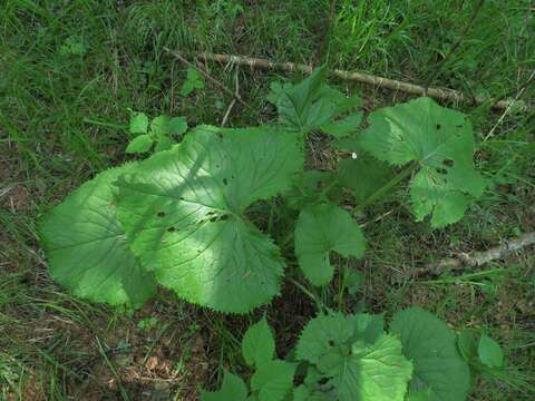 Image of Ligularia sachalinensis Nakai