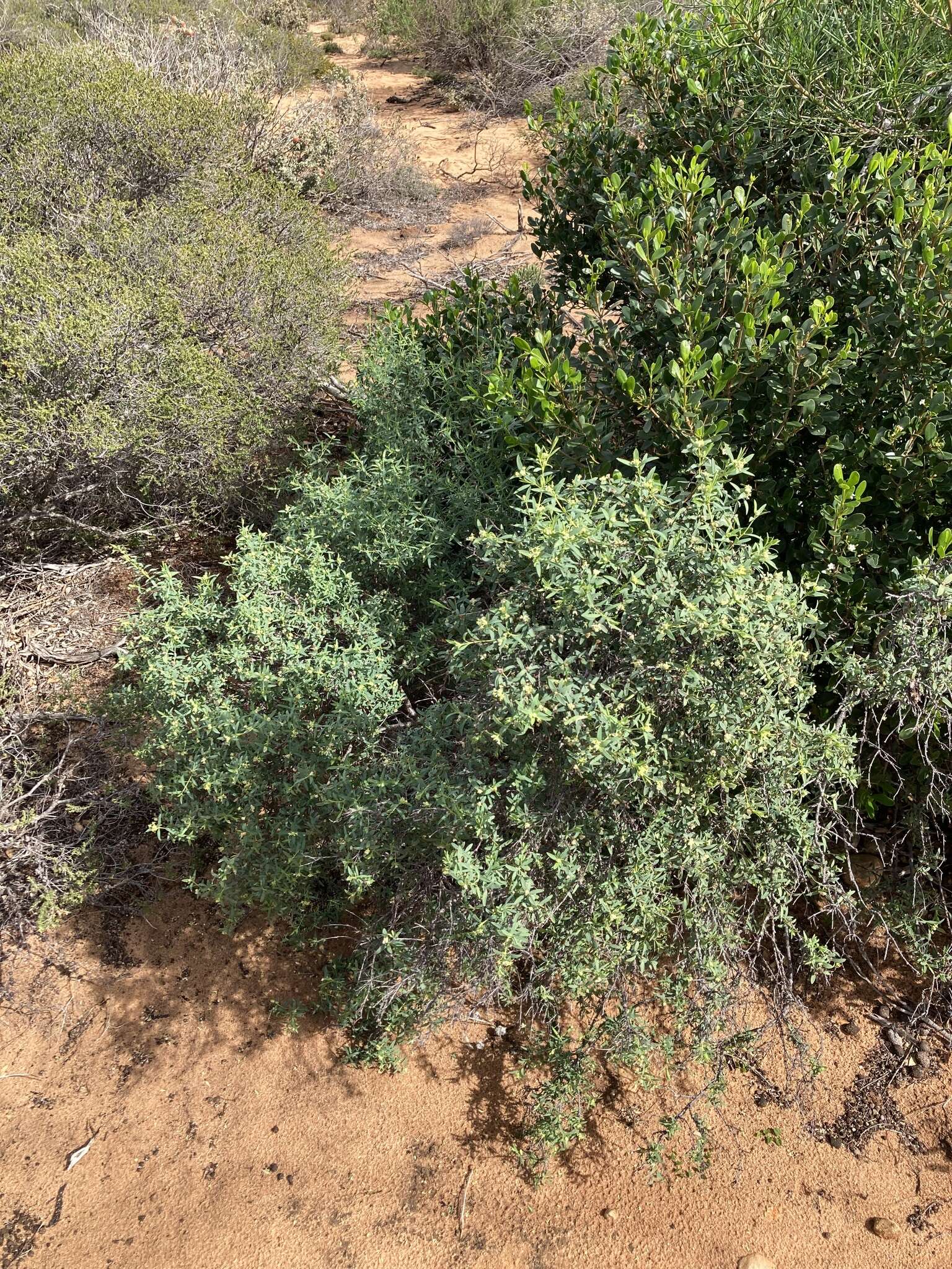 Image of Pimelea microcephala R. Br.