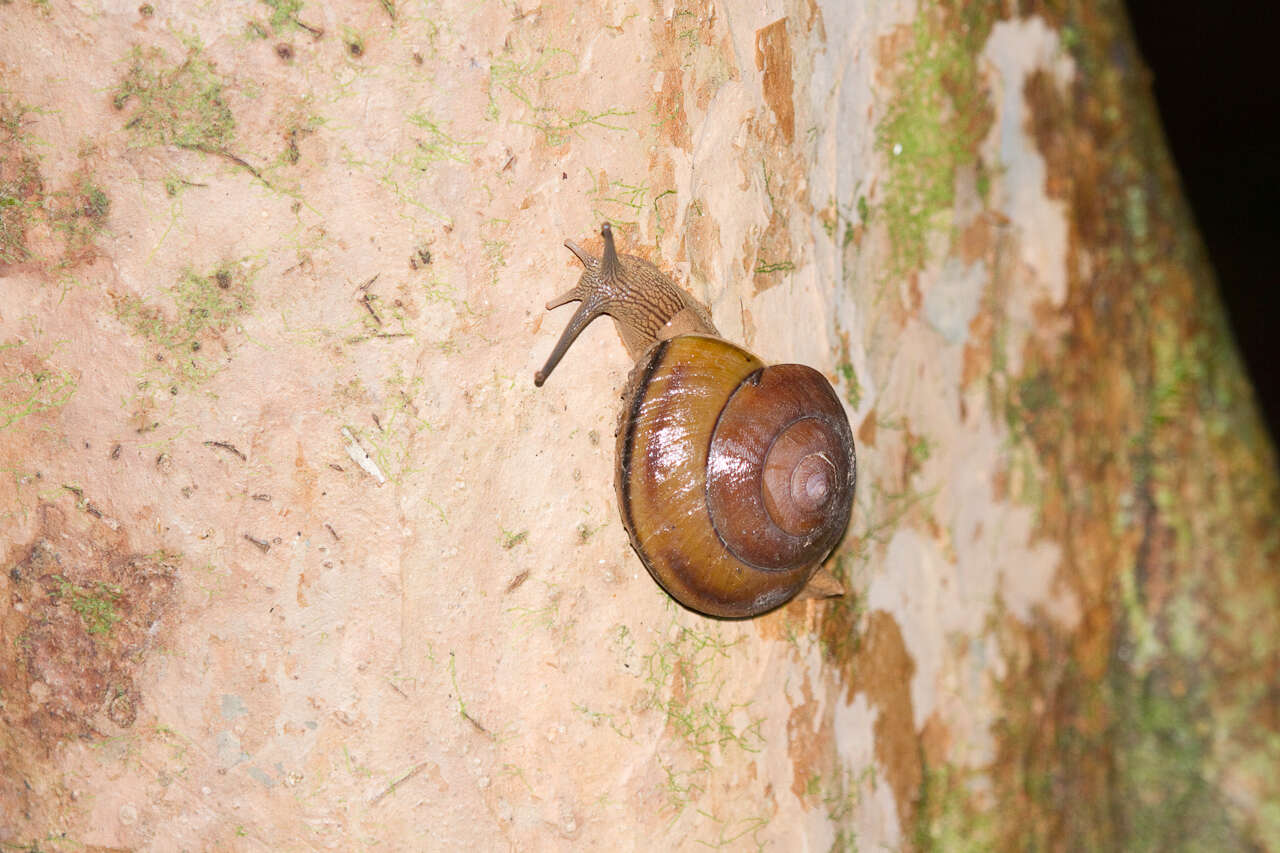 Image of Hemiplecta humphreysiana (I. Lea 1841)