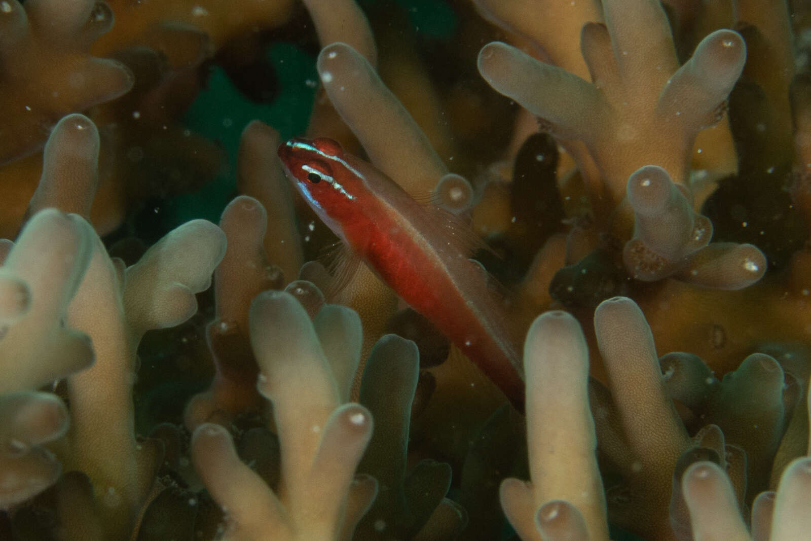 Image of Black-spot pygmy-goby