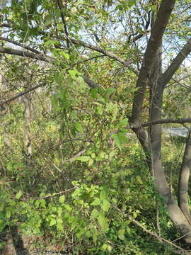 Image of Clematis brevicaudata DC.