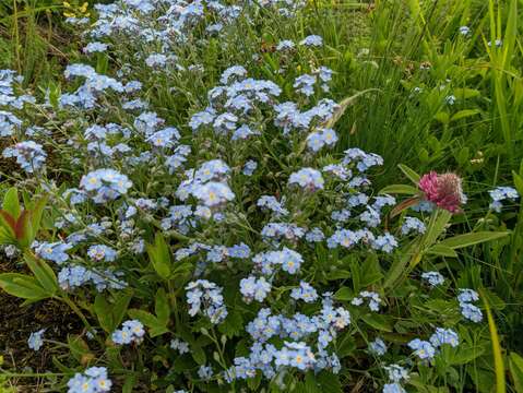 Image of Myosotis lithospermifolia (Willd.) Hornem.