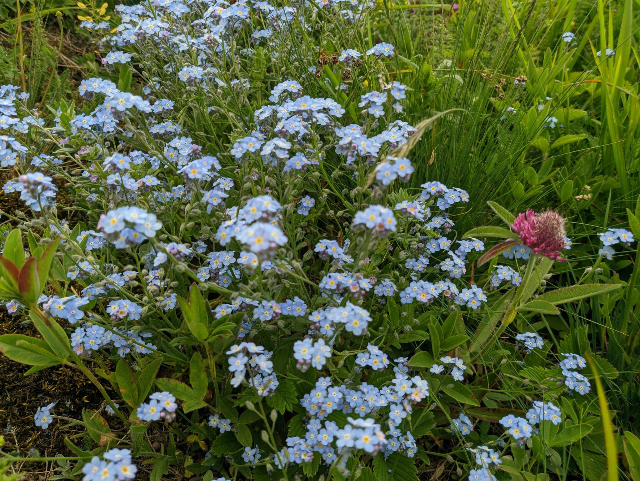 Plancia ëd Myosotis lithospermifolia (Willd.) Hornem.