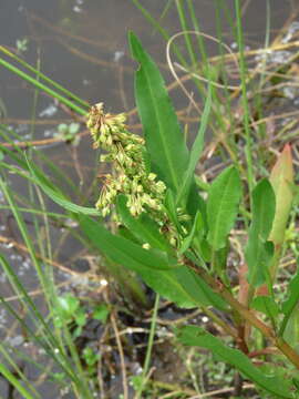 Rumex verticillatus L.的圖片