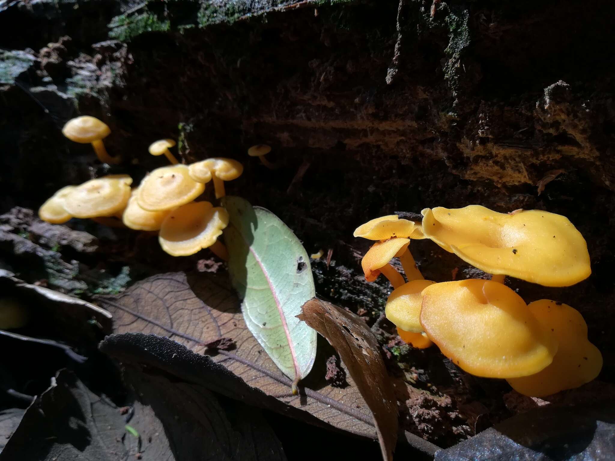 Image of Tricholomopsis aurea (Beeli) Desjardin & B. A. Perry 2017