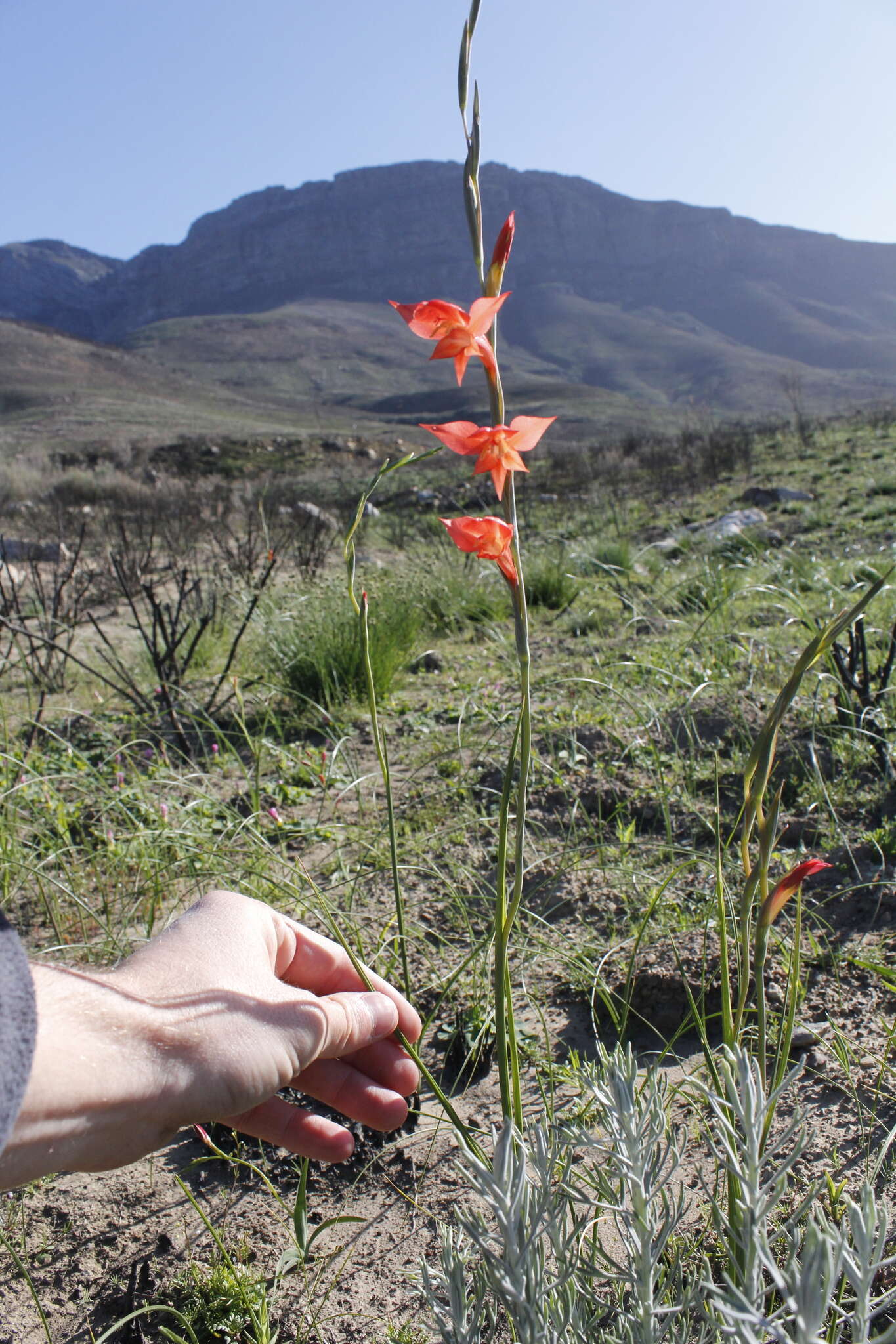 Imagem de Gladiolus quadrangularis (Burm. fil.) Aiton