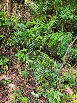 Image of Cycad