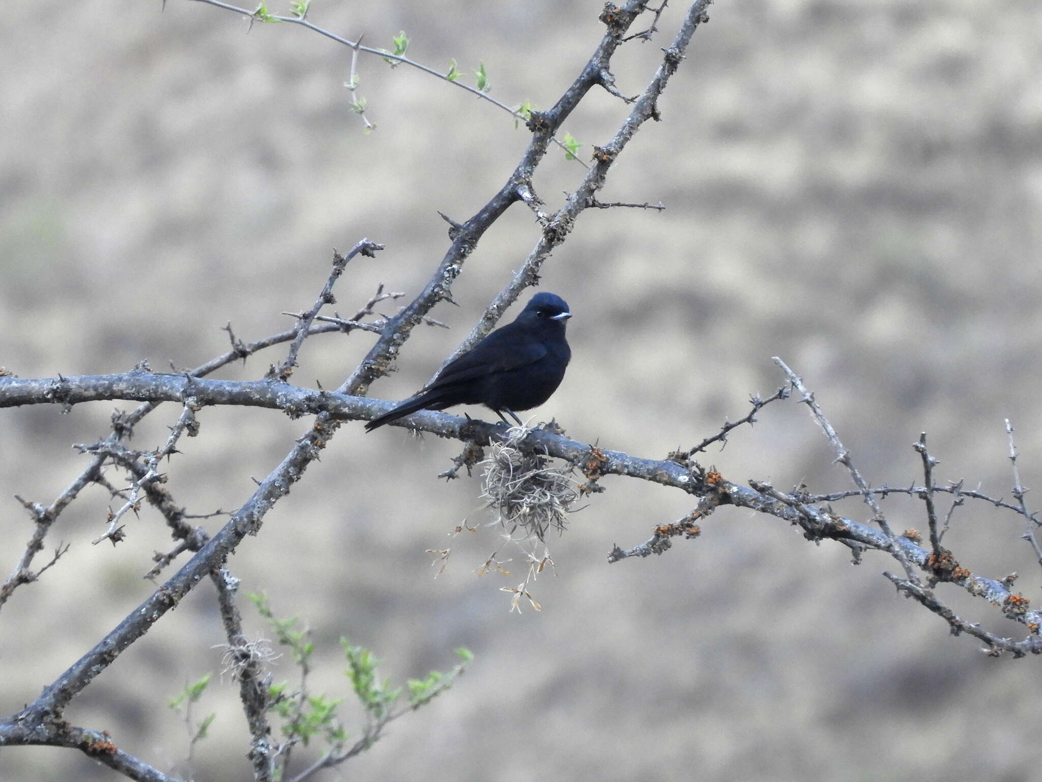 Image of White-winged Black Tyrant