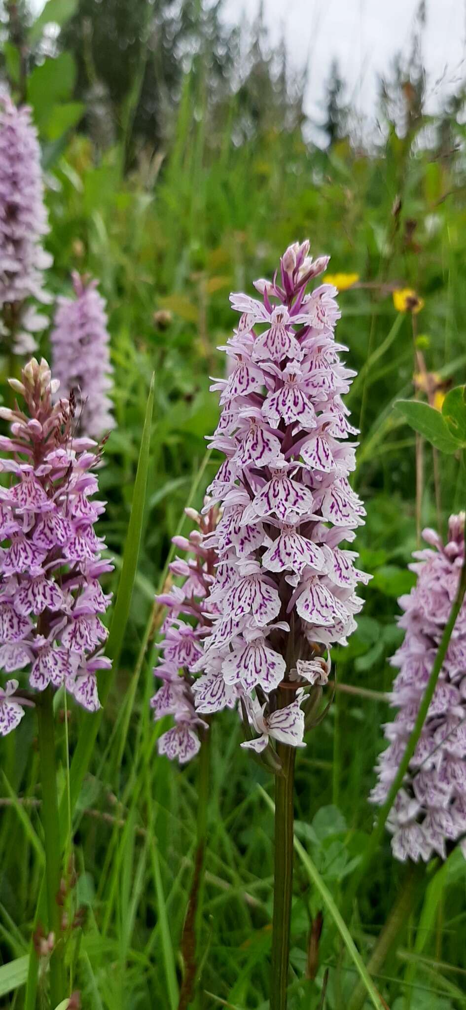 Image of Dactylorhiza maculata subsp. maculata