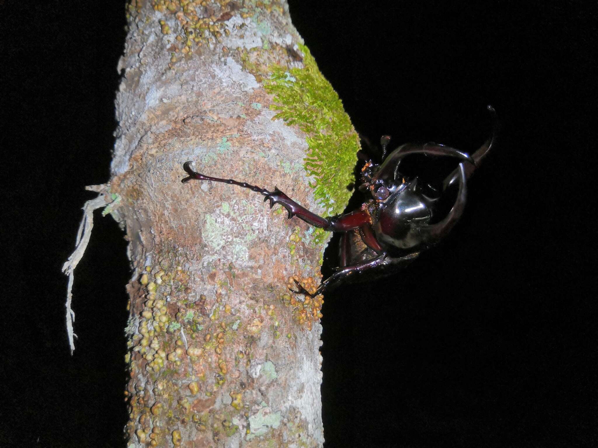 Image of Chalcosoma atlas keyboh Nagai 2004