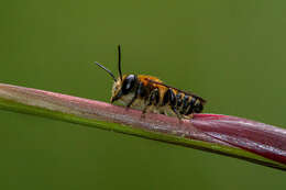 Image of Megachile laticeps Smith 1853