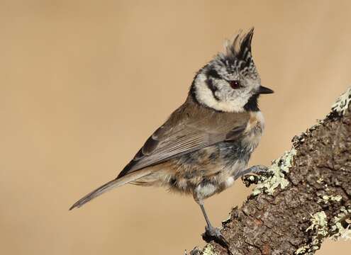 Image of Lophophanes cristatus weigoldi (Tratz 1914)