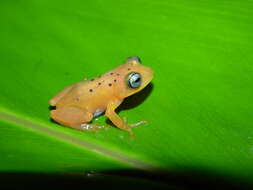 Image of Raorchestes manohari Zachariah, Dinesh, Kunhikrishnan, Das, Raju, Radhakrishnan, Palot & Kalesh 2011