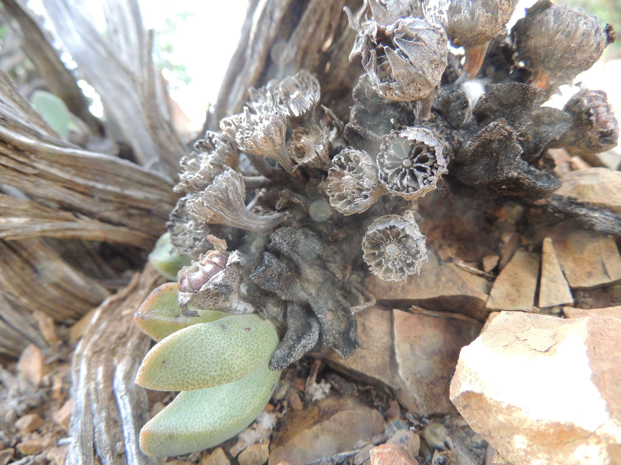 Plancia ëd Pleiospilos compactus (Ait.) Schwant.