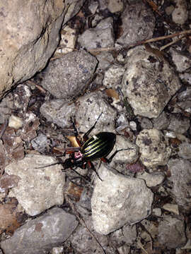 Carabus (Chrysocarabus) auronitens intercostatus Gredler 1854 resmi