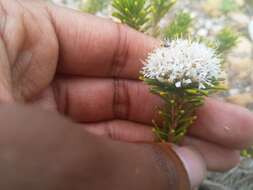 Image of Agathosma gonaquensis Eckl. & Zeyh.