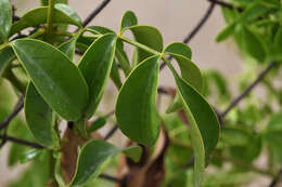 Image de Pandorea jasminoides (Lindl.) Schumann