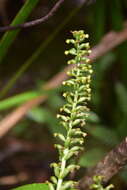 Image of Benthamia chlorantha (Spreng.) Garay & G. A. Romero