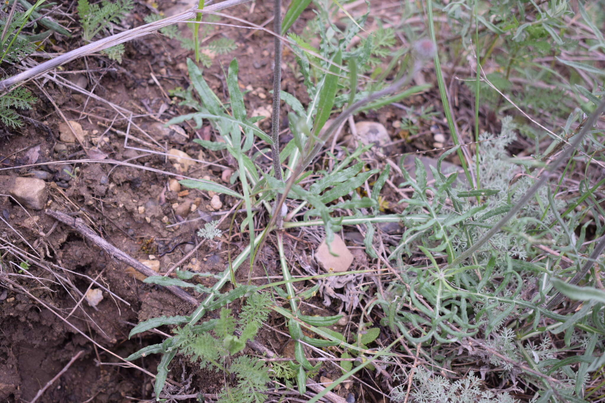 Image of Jurinea arachnoidea Bunge